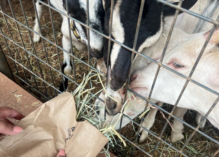 group of small goats being fed hay in a bag through a fence