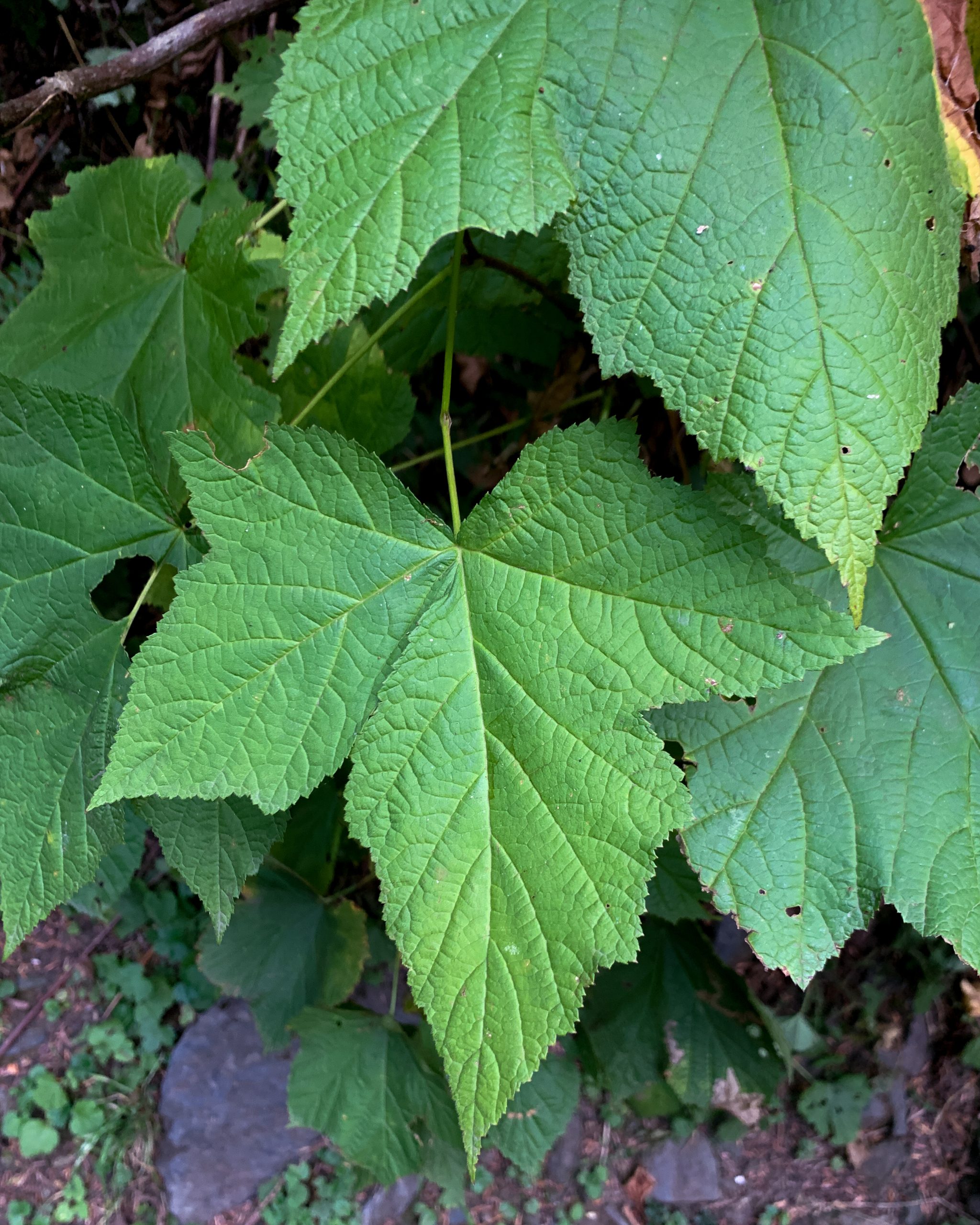 Leaves of Rubus parviflorus also known as thimbleberry found in the pacific northwest.