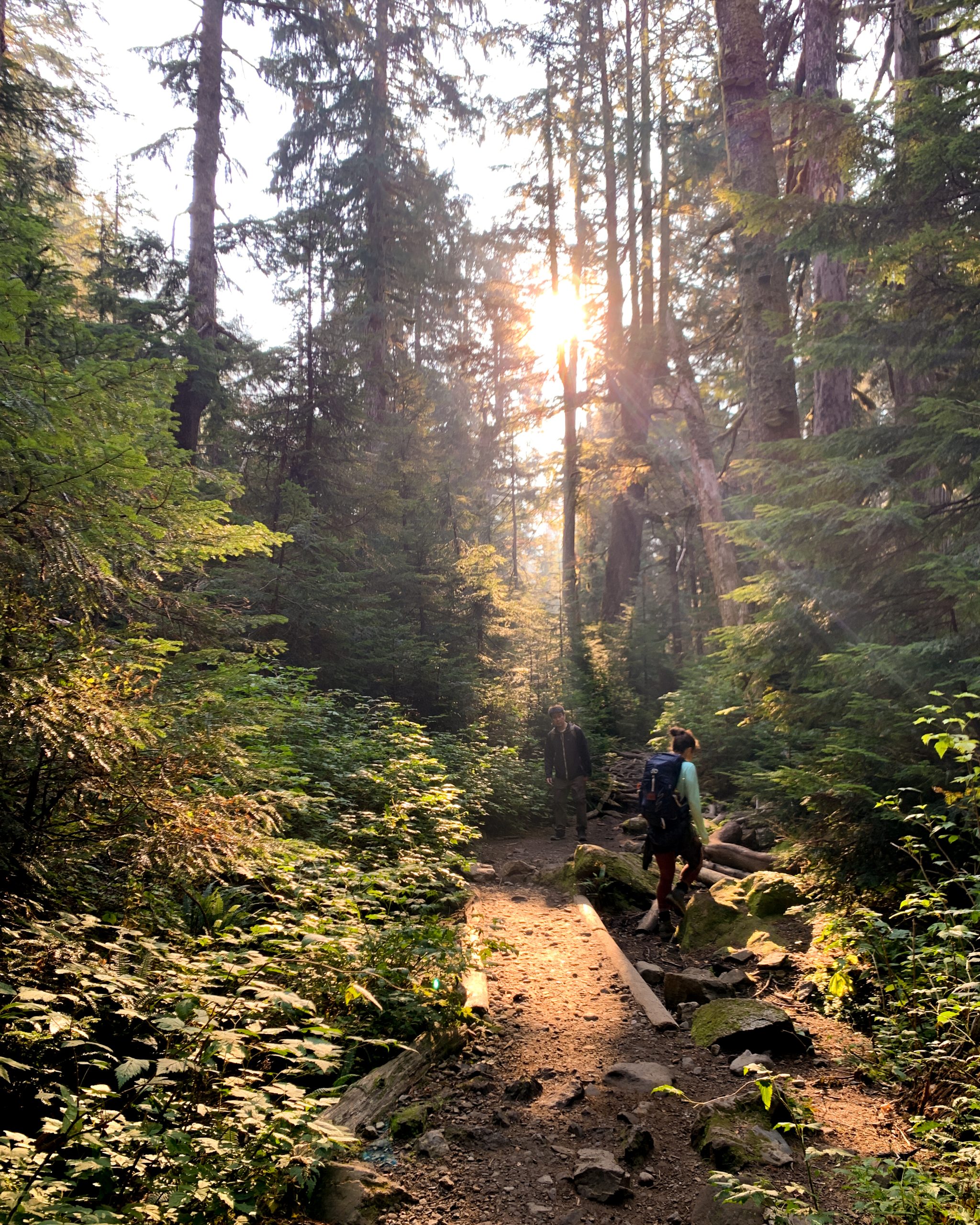 Sun peeking through the trees and green foliage on the Heather Lake hiking trail in Washington.